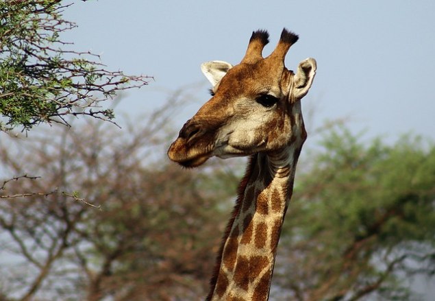 Kenya Migration & Zanzibar Escape